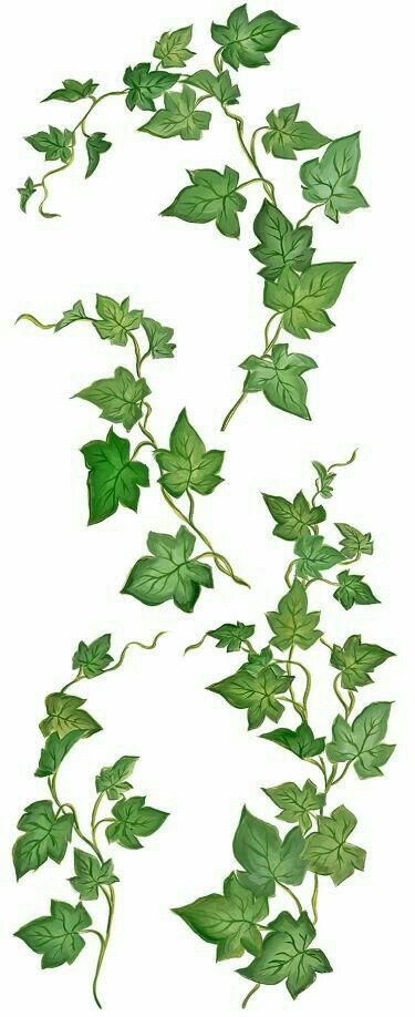 Poison Ivy Vine, Poison Ivy Tattoo, Poison Ivy Plants, Ivy Tattoo, Vine Drawing, Ivy Cottage, Ivy Vine, Vine Tattoos, Ivy Plants