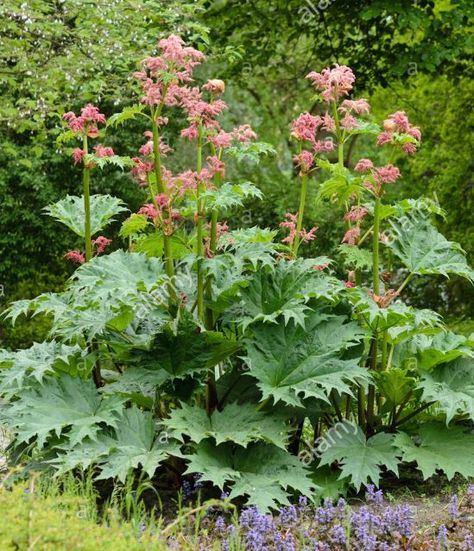 Rhubarb Root / Turkey Rhubarb (Rheum palmatum) - Digestive Rheum Palmatum, Livingstone, Rhubarb, Seeds, Herbs, Plants