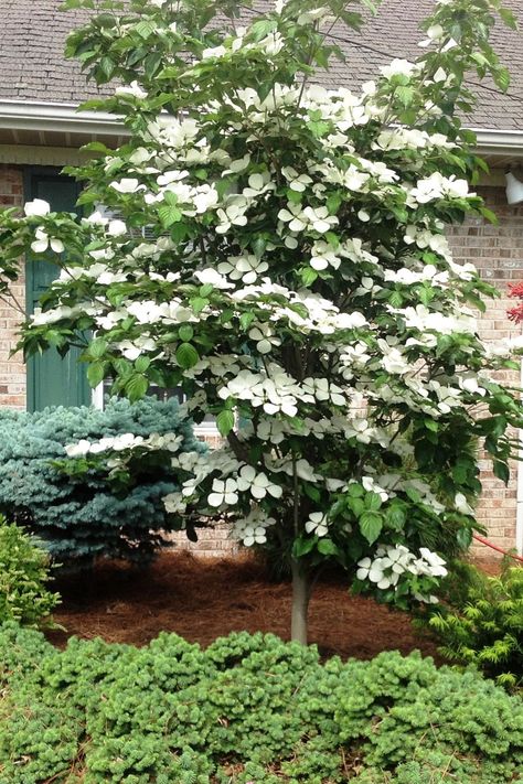 Venus Dogwood, White Dogwood Tree, Small Ornamental Trees, Small Trees For Garden, Trees For Front Yard, Dogwood Tree, Indoor Trees, Front Yards, Dogwood Trees