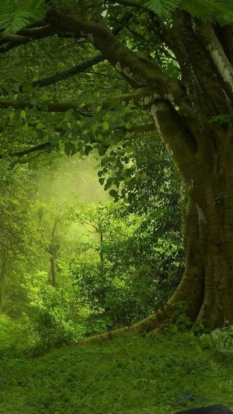 Relaxing Forest, Trees Scenery, Forest Sounds, Sleep Study, Relaxing Sleep, Fantasy Forest, Green Nature, Alam Yang Indah, Beautiful Nature Pictures