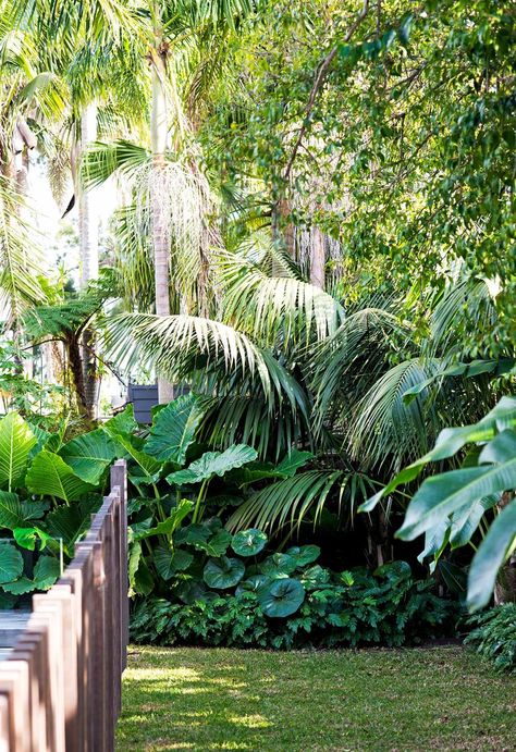 A Sydney backyard's relaxed resort-style makeover | Inside Out Tropical Backyard Landscaping, Gardener Aesthetic, Backyard Resort, Tropical Landscape Design, Gardening Aesthetic, Tropical Garden Design, Tropical Backyard, Aesthetic Garden, Garden Aesthetic