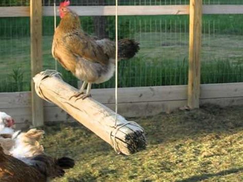 Raising Chickens Diy, Backyard Chicken Coop Diy, Diy Chicken Toys, Easy Diy Chicken Coop, Chicken Roost, Types Of Chickens, Chicken Toys, Chicken Feeders, Raising Backyard Chickens