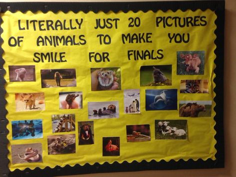 University Bulletin Board Ideas, Bulletin Board Boarders Idea, Ffa Board Ideas, Funny Bulletin Board Ideas, Easy Ra Bulletin Boards Simple, Teacher Board Ideas, Resource Bulletin Board, Welcome Back Ra Bulletin Boards, Special Ed Bulletin Board Ideas