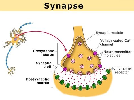 Synaptic transmission steps, Synapses types and Nature of the postsynaptic change | Science online Synaptic Transmission, Chemical Synapse, Gap Junction, Types Of Neurons, Circle Of Willis, Referred Pain, Sensory Motor, Cerebral Cortex, Captain America Wallpaper