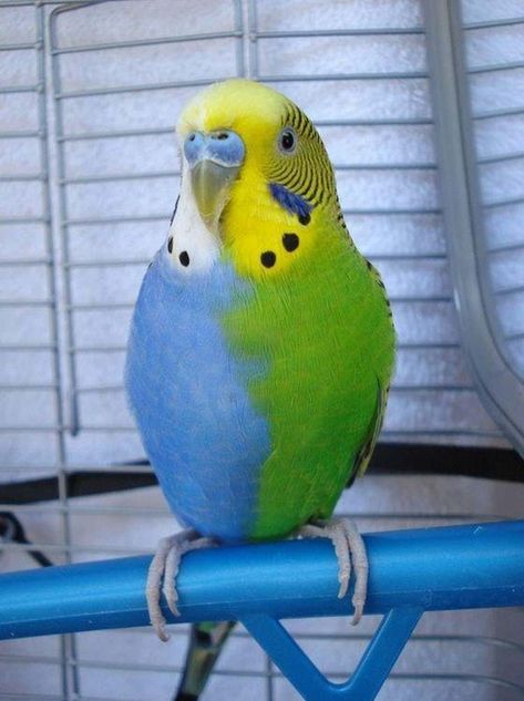 A Parikeet With Two Distinct C... is listed (or ranked) 1 on the list 16 Unique Chimera Animals You Won't Be Able To Stop Looking At Parakeet Colors, Budgies Bird, Budgie Parakeet, Bird Aviary, Funny Parrots, Green Bird, Funny Birds, Tail Feathers, Exotic Birds