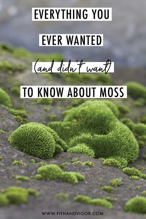 everything you ever wanted (and didn't want) to know about moss Closed Moss Terrarium, Moss Yard, Moss Garden Terrarium, Nature Miniature, Wall Moss, Moss Growing, Grow Mushrooms, Growing Moss, Lush Plants