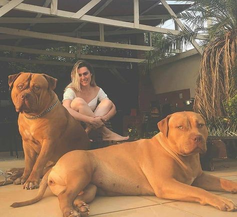 Mastiff Superior⚡ on Instagram: “Her Personal Guards 😌 📷 @rausama #mastiff #mastiffsofinstagram #tibetanmastiff #mastifflove #doberman #mastiff_corner #japanesemastiff…” Japanese Mastiff, Mastiff Puppy, Bully Breeds Dogs, Tibetan Mastiff, Bully Breeds, American Bully, Guard Dogs, Family Dogs, Training Your Dog