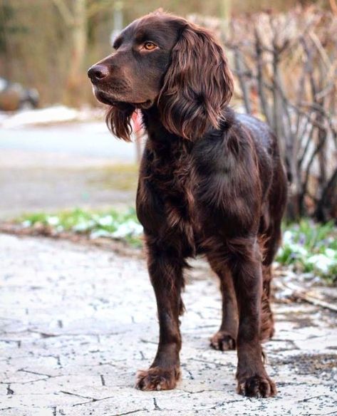 Boykin Spaniel Puppies, German Spaniel, Dogs Hunting, Boykin Spaniel, Every Dog Breed, Spaniel Art, Disabled Dog, Cocker Spaniel Dog, Animal Training