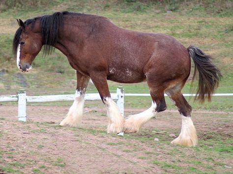 Draft Horse Breeds, Belgian Draft Horse, Largest Horse Breed, Clydesdale Horse, Horse Show Clothes, Clydesdale Horses, Barrel Racing Horses, Big Horses, Black Horses