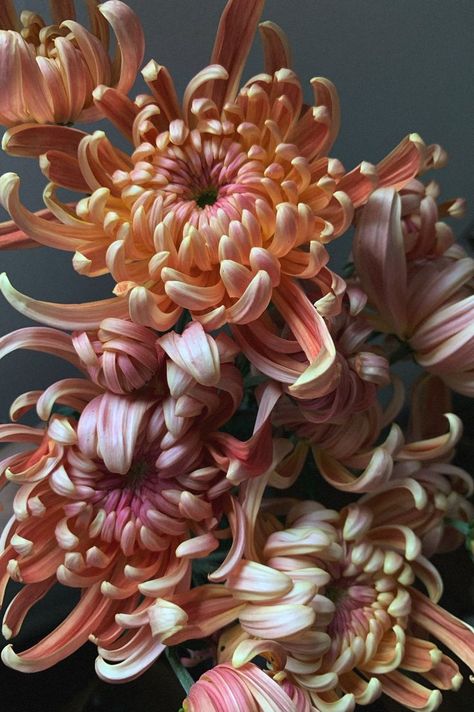 Autumn Chrysanthemum flowers styled and photographed by Ashn Earth Floral | www.ashnearth.com Garden Ideas Flower, Nail Designs Flower, Chrysanthemum Painting, Flower Garden Ideas, Crafts Summer, Flower Girl Flower, Flower Paint, Flower Guide, Autumn Flowers