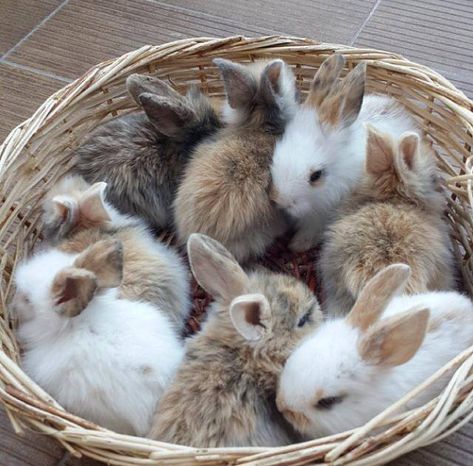 Sweet! (05/12/16) Rabbits