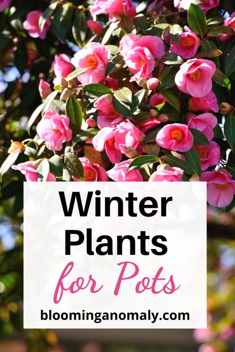 best winter plants for pots, camelias, etc Camelia In Pot, Winter Plants For Pots Outdoors, Winter Container Plants, Winter Potted Plants, Plants For Pots, Shade Plants Container, Gardening Containers, Winter Pots, Winter Container Gardening