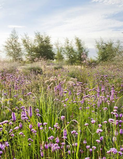 Hamptons Garden Landscaping, Prairie Planting, Prairie Garden, Meadow Garden, Herbaceous Border, Backyard Gazebo, French Garden, Beach Gardens, Prairie Style