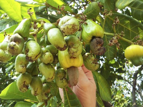 If you want to grow cashew nut trees, keep in mind that it will take two to three years from the time you plant until the time you harvest nuts. Click this article for more information about how to grow cashews and other cashew nut facts. Cashew Nut Tree, Bell Siphon, Nut Trees, Fattoush Salad, Berry Patch, Lebanese Cuisine, Gardening Flowers, Unusual Plants, Cashew Nut