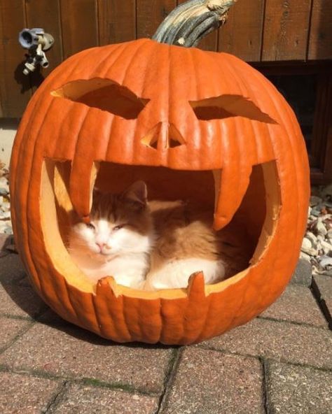 13 Of The Best Cat-O-Lanterns We Could Find – Meowingtons Kittens In Pumpkin, Jackolantern Ideas Cute, Pumpkin Cats, Thanksgiving Cat, Cat With Pumpkin, Halloween Decor Diy, Fall Cats, Autumn Animals, Image Halloween