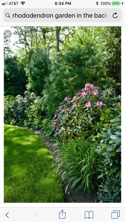 Rhododendron And Hostas, Evergreens And Hydrangeas, Rhododendron Garden Ideas, Rhododendron Landscaping, Rhododendron Landscape, Spring Border, Rhododendron Garden, Shade Garden Plants, Evergreen Garden