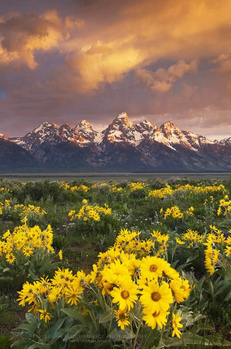 Wyoming Flowers, Wyoming Photography, Successful Photography, Nature Photographers, National Parks Photography, Park Photography, Art Attack, The Mountains Are Calling, Best Seasons