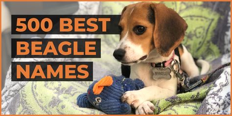 best beagle names Fun Names, Beagle Names, White Beagle, Classic Names, Funny Names, Puppy Names, Beagle Puppy, Cute Names, Beagle Dog