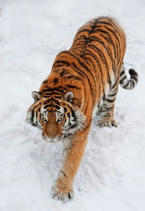 Tiger Walk 2 Tiger Reference Photography, Tiger Poses Reference, Tiger Walking Down, Tiger Climbing Down, Dynamic Tiger Poses, Tiger Pose Reference, Tiger Poses, Tiger Reference, Tiger Bedding