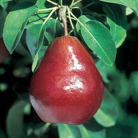 Grape Orchard, Red Pears, Unique Vegetables, Red Pear, Wine Baskets, Fruit Photography, Pear Trees, Pear Tree, Tree Seeds