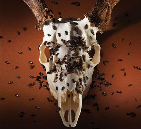 Make Your Own Deer Skull Mount With DIY Taxidermy | Outdoor Life Dermestid Beetles, Deer Processing, Deer Skull Mount, Deer Blinds, Deer Antler Chandelier, European Mount, Hunting Diy, Deer Hunting Tips, Deer Mounts