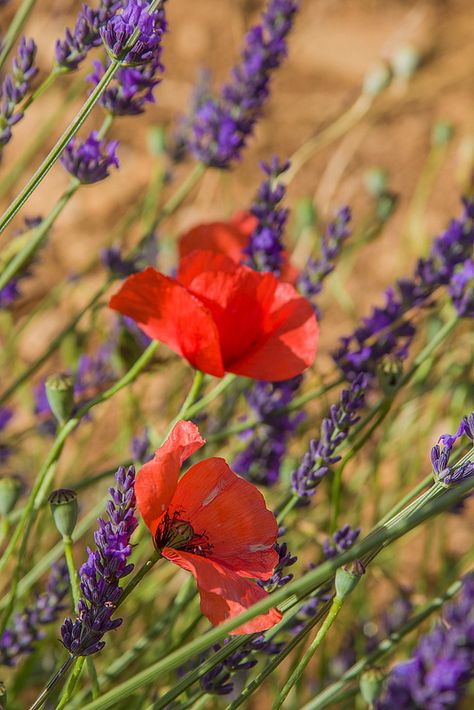 Lavande et coquelicots ~ Provence, France Planting Companions, Lavender Plant, Lovely Lavender, Happy Flowers, Provence France, Lavender Blue, Lavender Fields, White Horse, Red Poppies