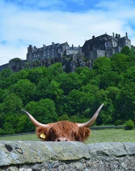 I Love Cows Highland Cow Photography, I Love Cows, Scotland Aesthetic, Cow Photography, Scottish Cow, Highland Cow Art, Cow Photos, Mini Cows, Scottish Highland Cow