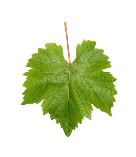 Grapevine Leaf. Single grapevine leaf isolated on white background , #Affiliate, #Single, #grapevine, #Grapevine, #Leaf, #white #ad Grapevine Leaf, Wine Leaves, Nutrition Activities, Nutrition Branding, Vine Leaves, Flower Art Images, Nutrition Education, White Stock, Nutritional Value