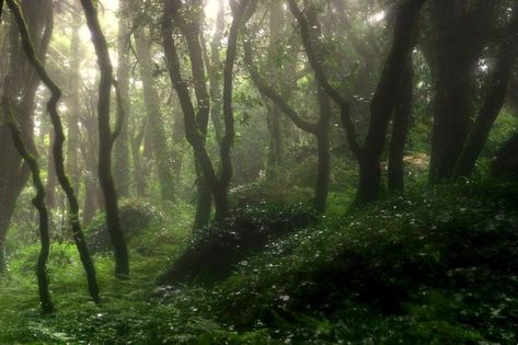 I Am So Tired, Fairy Forest, So Tired, The Forest, Pennsylvania, Mist, We Heart It, Portugal, Forest