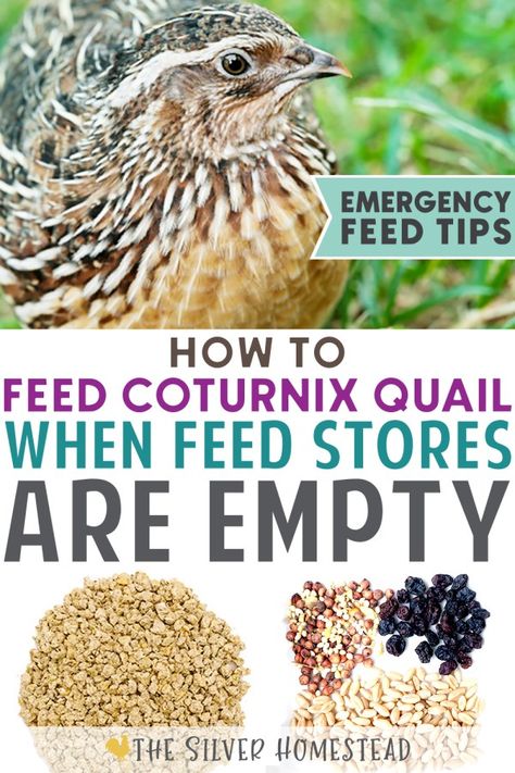 How to Feed Quail When Commercial Food is Gone - Silver Homestead Quail Feed Recipe, Quail Feeders Diy, Quail Care, Quail Breeds, Quail Keeping, Silver Homestead, Quail Feed, Quail Farm, Quail Farming