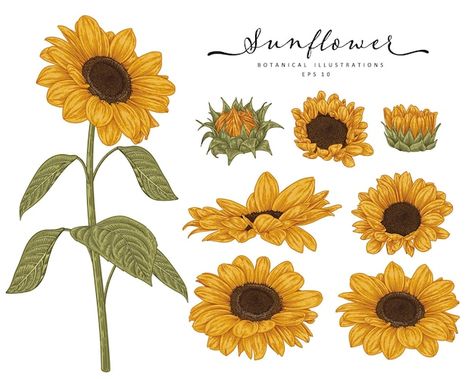 Sunflower Sketches, Sunflower Illustration, Sunflower Drawing, Sunflowers Background, White Sunflowers, Flowers Illustration, Illustration Botanique, Vector Sketch, Desenho Tattoo