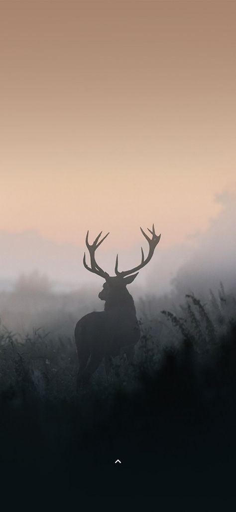 Deer Phone Wallpaper, Deer Astethic, Deer Aesthetic Wallpaper, Reindeer Wallpaper Iphone, Wildlife Photography Wallpaper, Yellowstone Wallpaper, Stag Photography, Elk Wallpaper, Stag Wallpaper