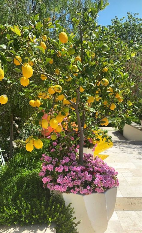 Huerta En Casa Ideas, Lemon Tree Potted, Pink Flowering Trees, Tattoo Plant, Citrus Trees, Mediterranean Garden, Potted Trees, Backyard Inspo, Home Landscaping