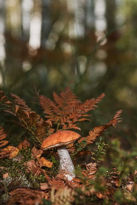 A mushroom sitting on top of a lush green forest photo – Free Moss Image on Unsplash Mushrooms Forest, Lush Green Forest, Mushroom Images, Forest Photos, Winter Images, Forest Wallpaper, Macro Photos, Green Forest, Grey Wallpaper