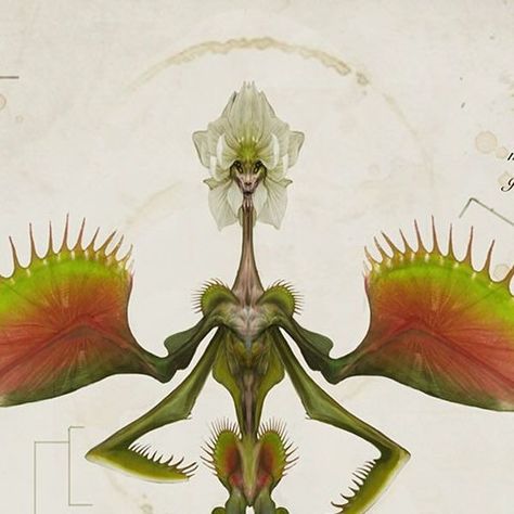 Vincent Coviello on Instagram: "Botanical Fairies make up the vast majority of fairy species, with insectoid being a close second. However even with that being said there sometimes is no clear delineation between classes or even species. The Venus Fly Trap Fairy is but one example of the highly dimorphic nature of fairy-kind. Much like it’s namesake, it too feeds on unsuspecting insects using it’s modified arms to cage insects before delivering the final bite.  #conceptart #creaturedesign  #creatureconcept #fantasy #fantasyart #illustration #bestiary #worldbuilding #dungeonsanddragons #magicthegathering #creatuanary #fairy #venusflytrap  #fantasyart #illustration #artistoninstagram #creature #creaturedesign #mythology #celtic #digitalart #monster #faerie #fairies #bug #bestiary #pixie #cha Fairy Make-up, Fly Trap, Venus Fly Trap, Fairytale Art, Digital Art Illustration, Creature Concept, Magic The Gathering, Creature Design, Dungeons And Dragons