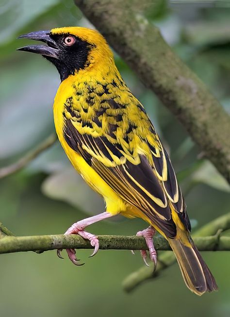 Weaver Birds, Weaver Bird, Bird Reference, Birds Beautiful, Amazing Birds, World Birds, Modern Birds, Exotic Birds, Pretty Birds