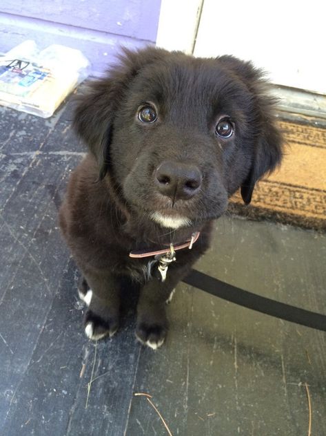 These puppy dog eyes deserve every snackie the world has to offer. EVERY. SINGLE. ONE. Puppy Dog Eyes, Dog Eyes, Blue Heeler, Cute Dogs And Puppies, Cute Creatures, Black Dog, Cute Little Animals, Animals Friends, Border Collie