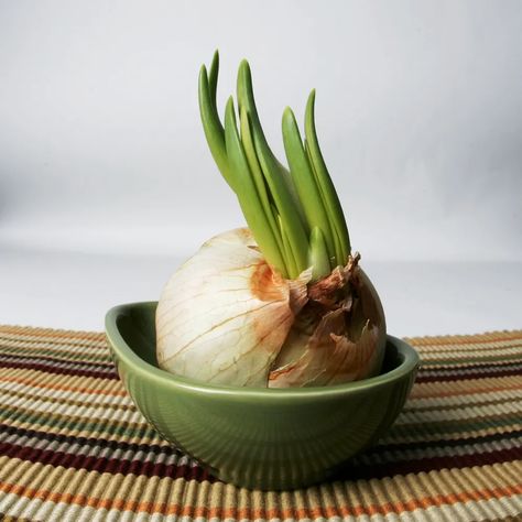 Sprouted Onions, Growing Garlic Indoors From Clove, Sprouting Garlic Cloves, Grow Garlic From Clove In Pots, How To Plant Onions That Have Sprouted, How To Plant Spring Onions, How To Grow Spring Onions From Scraps, Onion Sprouts, Regrow Vegetables