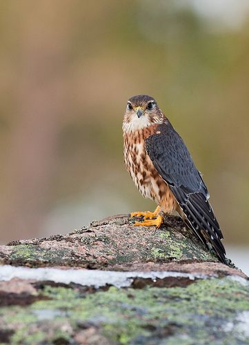 237 - Merlin | Sera.D. | Flickr Merlin Falcon, Bird Oc, Horse Wings, Animal Mashup, Feathered Raptor, Bird Carving Patterns, Merlin Bird, Raptor Bird Of Prey, Sparrow Hawk