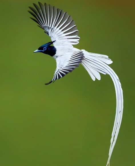 Indian Paradise Flycatcher. Photographer: Himel Nobi. Paradise Flycatcher, Watercolour Bird, Inspiration From Nature, Animal Guides, Pretty Birds, Colorful Birds, Bird Photography, Birds Of Paradise, Birds Painting