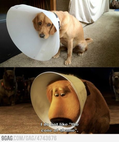 I do not like the cone of shame Up Pixar, Dog Cone, Cone Of Shame, Dog Shaming, Why So Serious, Silly Dogs, Funny Animal Pictures, Funny Animal, You Funny