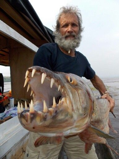 Goliath Tiger fish in Africa Goliath Tiger Fish, Scary Fish, African Tiger, Tiger Fish, Weird Sea Creatures, Beautiful Tropical Fish, River Monsters, Monster Fishing, Cool Fish