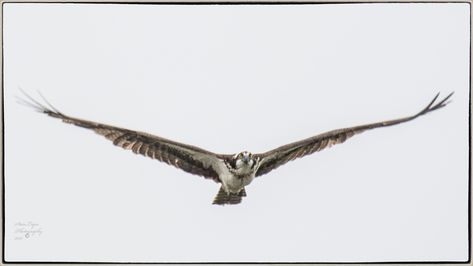 Bird Flying Towards Camera, Osprey Flying, Wing Drawing, Bird Flying, Big Bird, Birds Flying, Birds Of Prey, In Flight, Birds In Flight