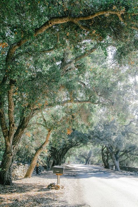 Ojai Landscaping, Ojai Photoshoot, Ojai California Aesthetic, Ojai Aesthetic, Ojai Wedding Venues, Ojai California, Leaves Of Grass, Ventura County, California Love