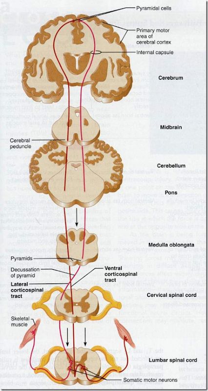 Ascending & Descending tracts of spinal cord | Medatrio Tracts Of Spinal Cord, Spinothalamic Tract, Spinal Cord Anatomy, Nervous System Anatomy, School Of Nursing, Physical Therapist Assistant, Craniosacral Therapy, Cerebral Cortex, Basic Anatomy And Physiology