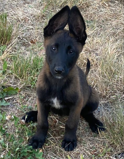 Belgian Malinois puppy Belgium Malinois Puppy, Belgian Malinois Puppy, Belgian Shepherd Malinois, Belgian Malinois Aesthetic, Malinois Dog Colors, Belgian Malinois Service Dog, Belgian Malinois Colors, Belgian Malinois Puppies, Belgian Malinois Agility