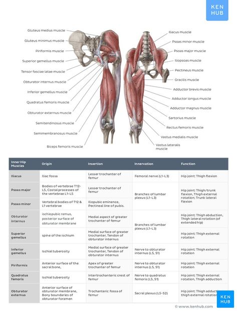 Discover the origins, insertions, innervations, and functions of every muscle with our muscle anatomy charts. Available as PDF or on iTunes. Get yours now! Muscles Origin And Insertion, Anatomy Origins And Insertions, Lower Limb Muscles Anatomy, Origin And Insertion Of Muscles, Muscle Origin And Insertion Chart, Muscles Chart, Muscle Origin And Insertion, Muscle Anatomy Reference, Lower Limb Anatomy