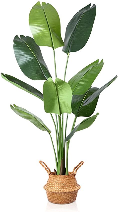 Tall Fake Plants, Benefits Of Indoor Plants, Cedar Plant, Palm Leaf Plant, Areca Palm Plant, Birds Of Paradise Plant, Garden Escape, Indoor Palms, Bird Of Paradise Plant