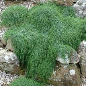 CASUARINA - Cousin It ™ — Australian Outback Plants - Native Plant Nursery - USA Australian Climbing Plants, Casuarina Cousin It, Australian Native Grasses, Cousin It Plant, Low Maintenance Garden Australian, Australian Grasses, Cousin It, Australian Garden Design, Bush Garden