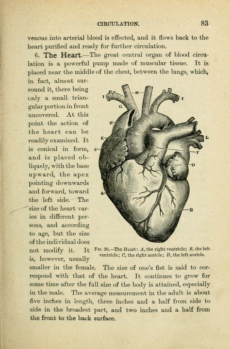 Medicine Poster Aesthetic, Human Physiology Aesthetic, Cute Things To Print Out, Stuff To Print Out, Stuff To Print, Poster Ideas For School, The Heart, Aesthetic Print, Human Anatomy Art